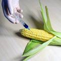 Turkey debates bio-security law